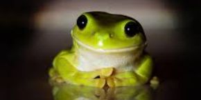 frog