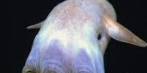 Calculus II course thumbnail